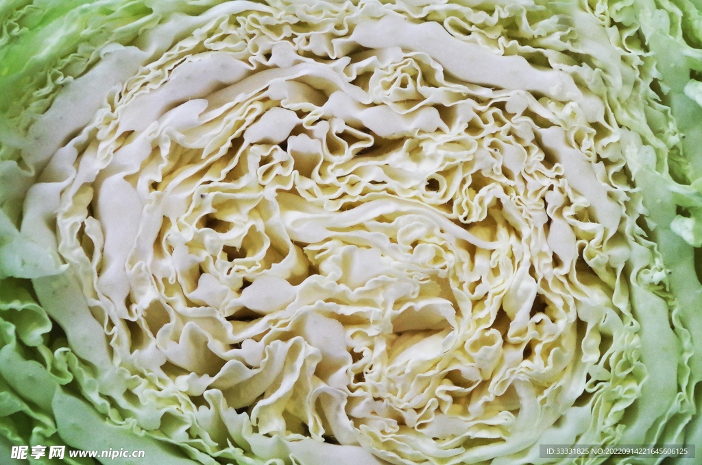 卷心菜
