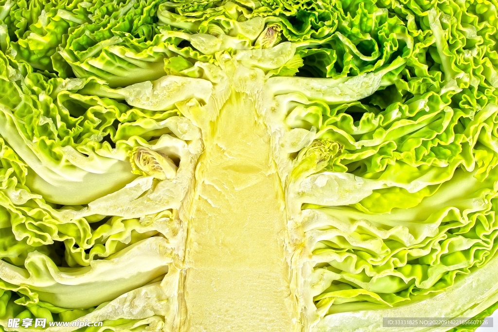卷心菜