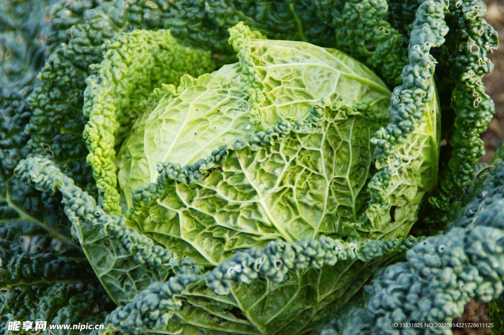 卷心菜