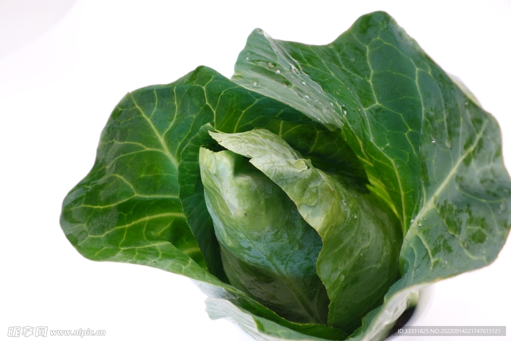卷心菜