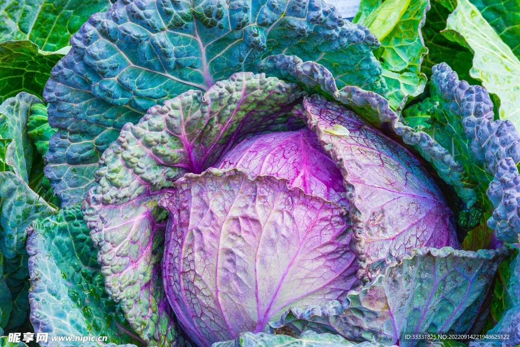 卷心菜