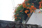凌霄花