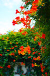 凌霄花