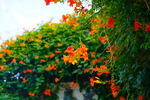 凌霄花