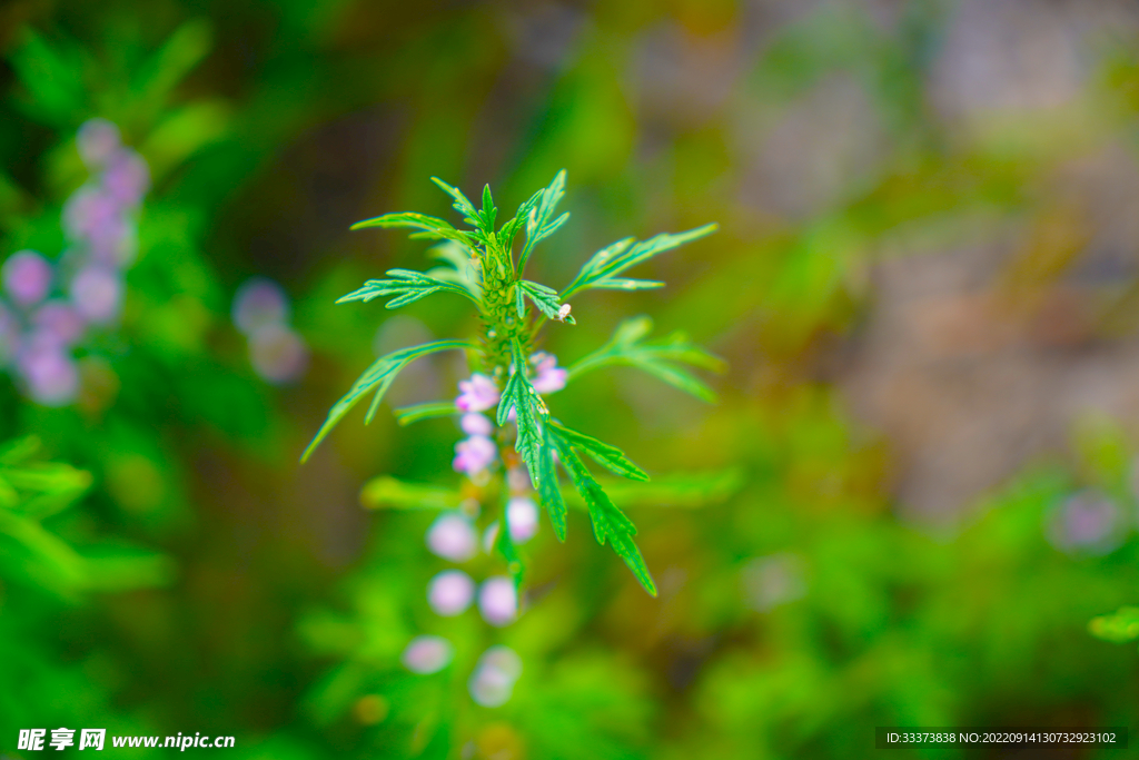 益母草