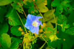 牵牛花