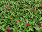 百日菊