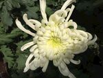 白菊花 