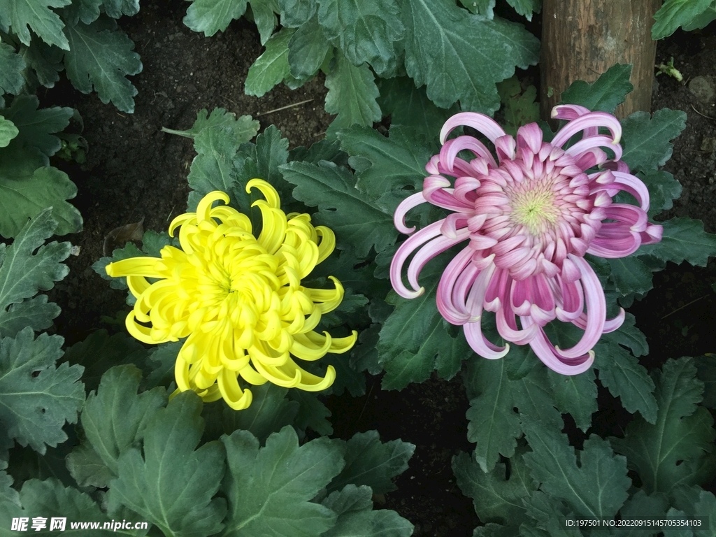 漂亮的菊花