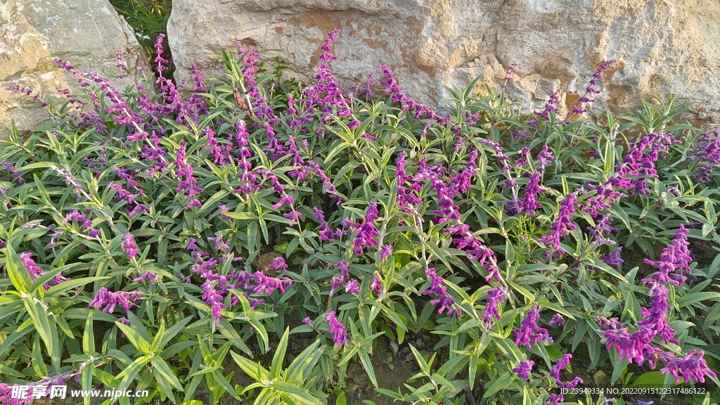 鼠尾草