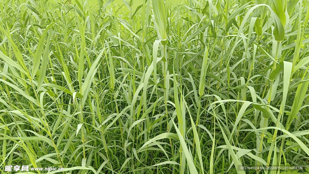 芦苇