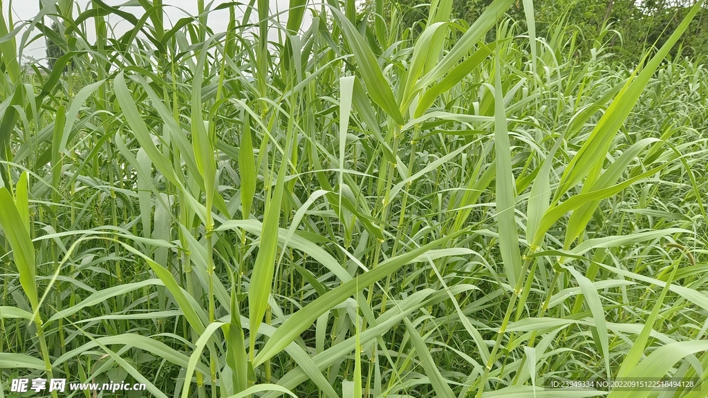 芦苇