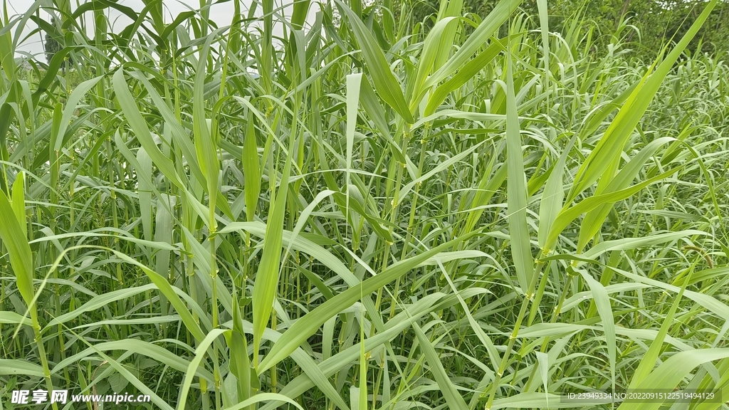 芦苇