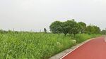 芦苇