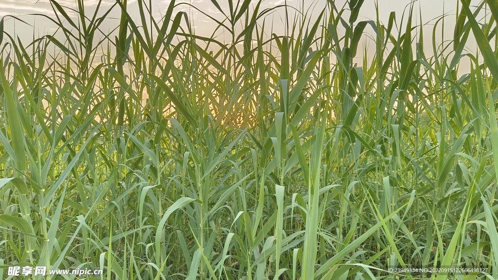 芦苇
