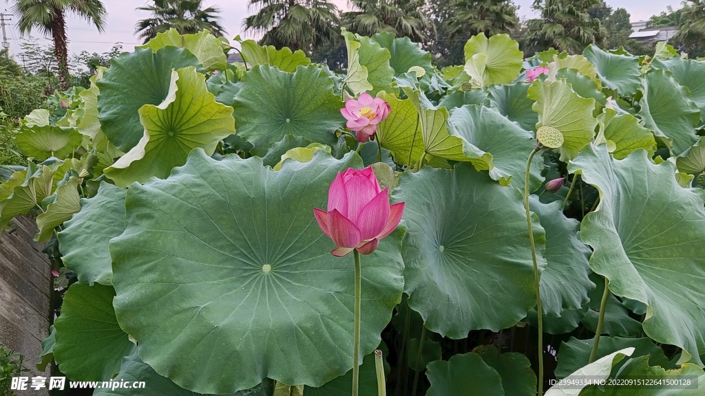 荷花