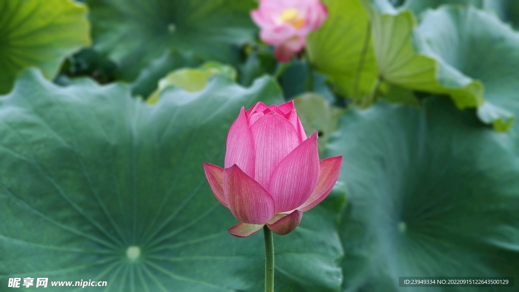 荷花