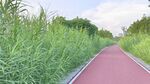 芦苇