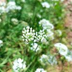 韭菜花 