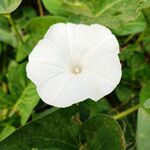 白色喇叭花 