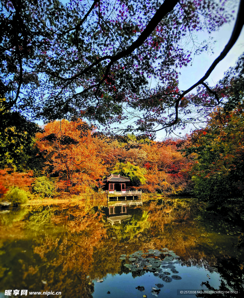 栖霞山秋天