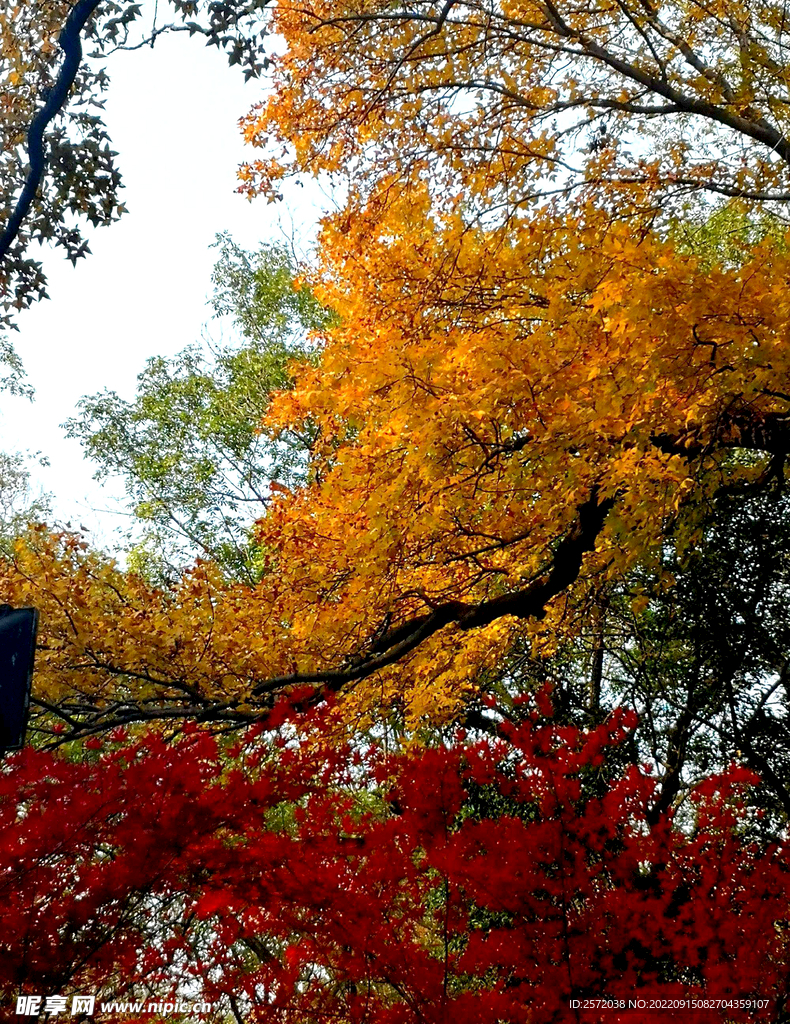 栖霞山秋天