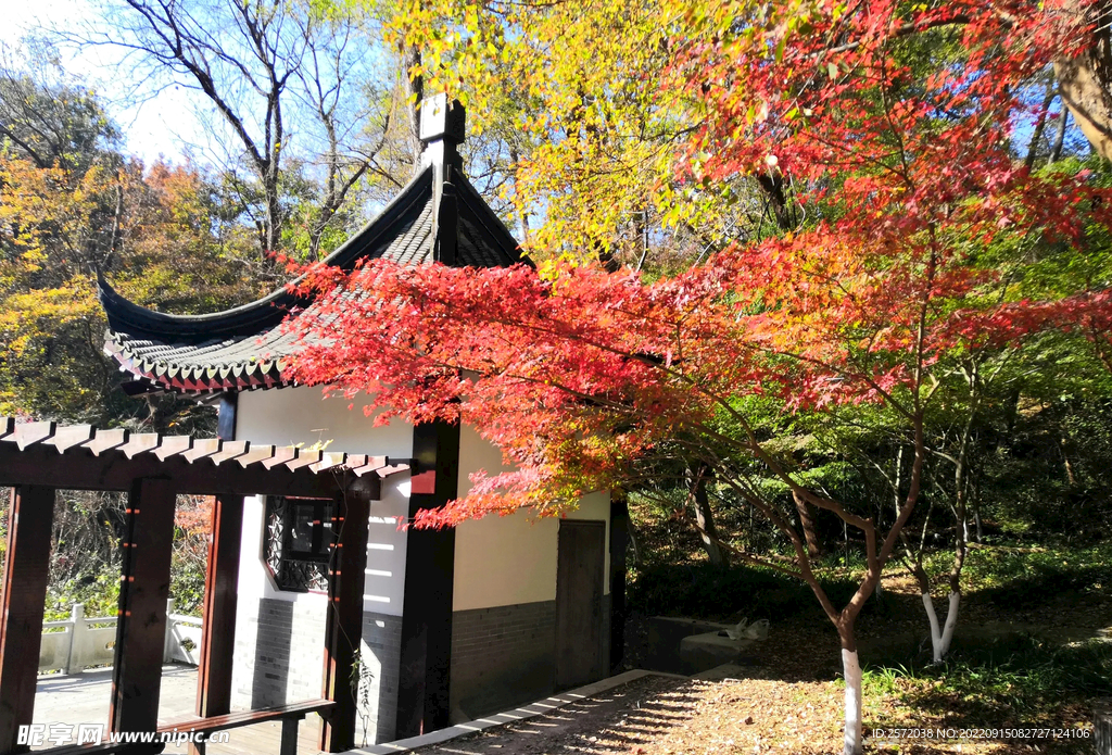 栖霞山秋天