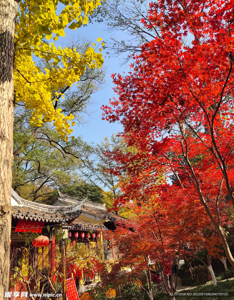 栖霞山秋天