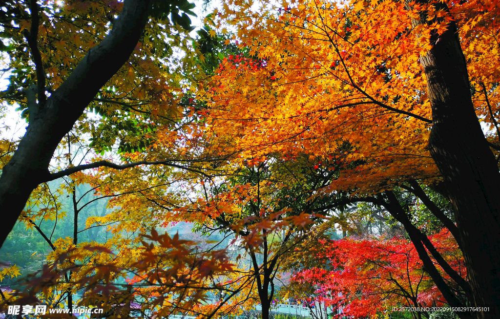 栖霞山秋天