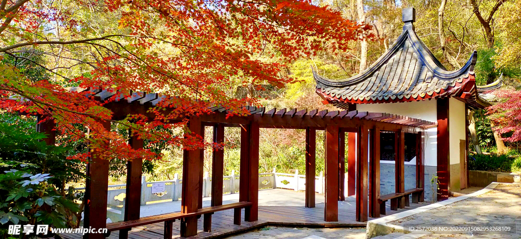 栖霞山秋天