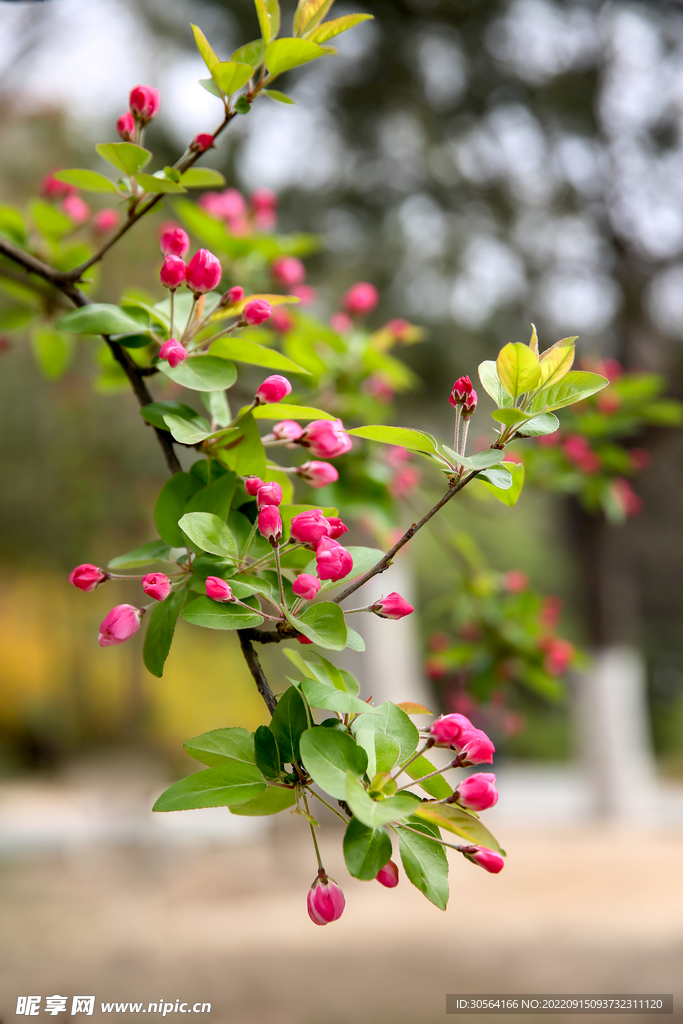 粉色花蕾
