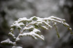 树叶新雪图片