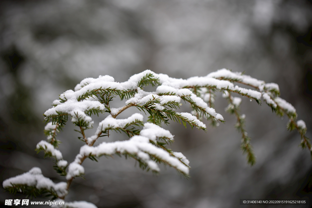 树叶新雪图片