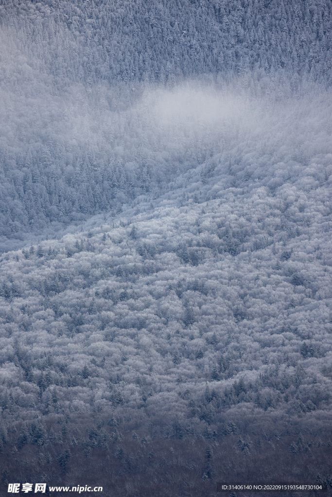 森林雪景图片