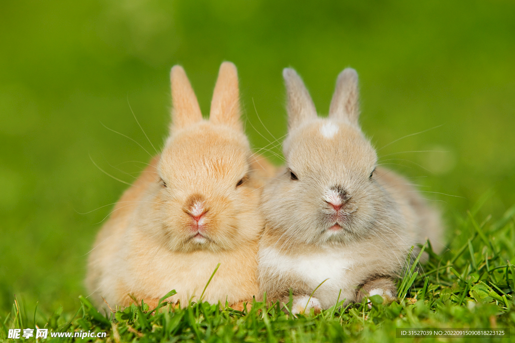 两只兔子坐在草地上