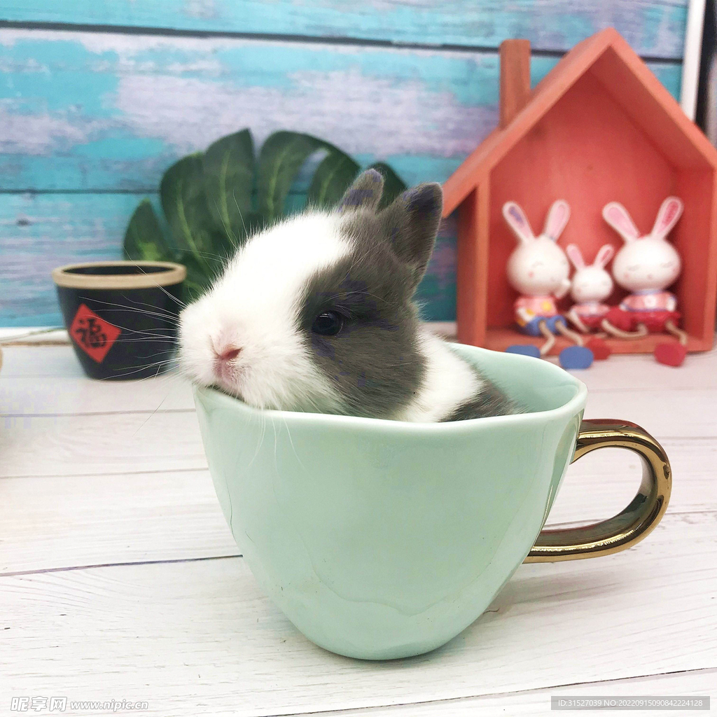 杯子里的小兔子