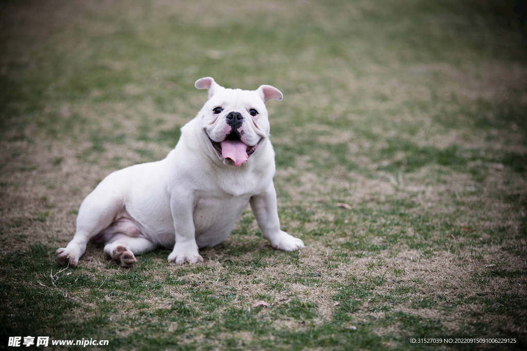 草坪上的小白狗