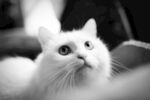 可爱的白色小猫