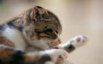 小猫特写图片