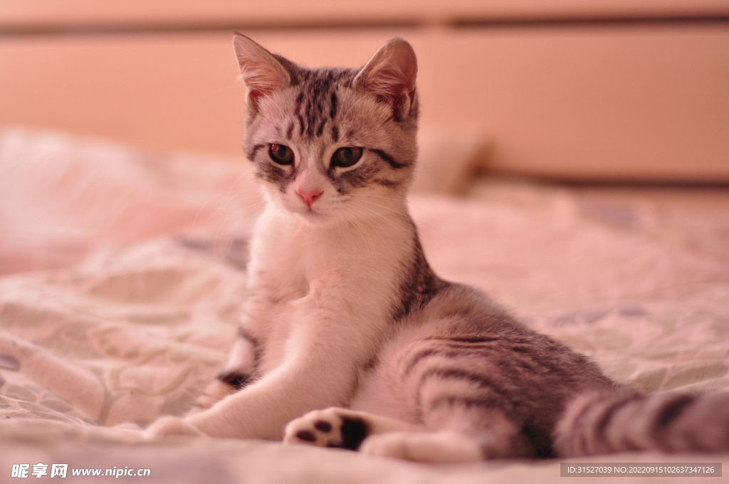 小猫摄影素材