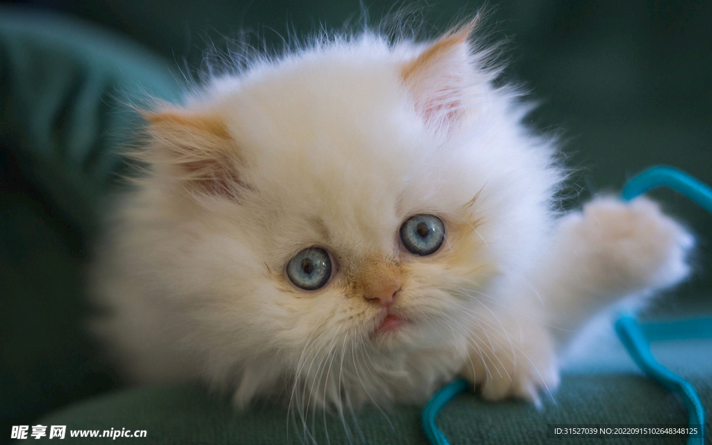 白色小猫咪