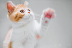 小猫摄影素材