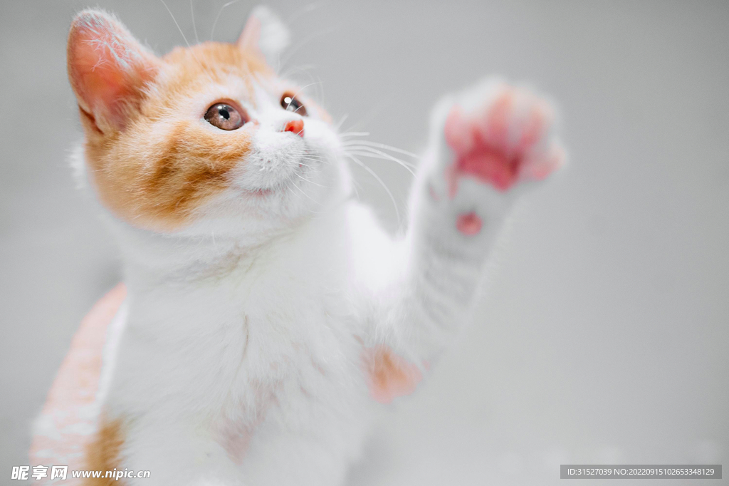 小猫摄影素材