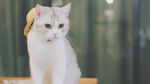 小白猫摄影图