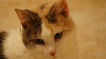 小猫素材
