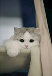 可爱的小猫