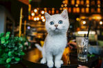 白色小猫摄影图