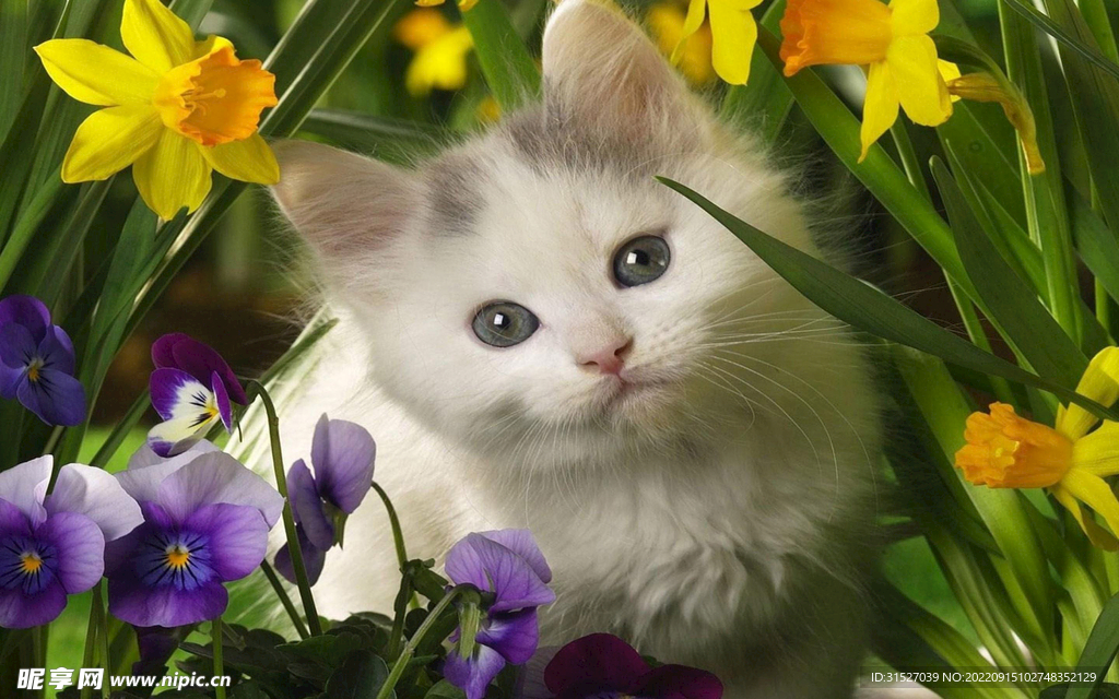 可爱的小猫