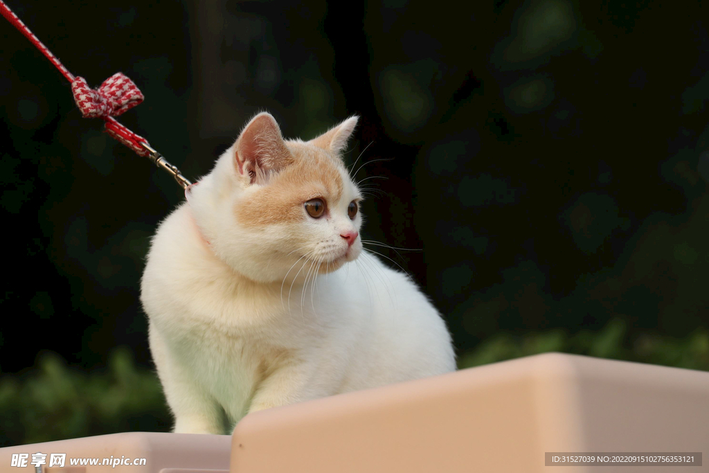 温顺的小猫