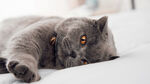 灰色小猫摄影图